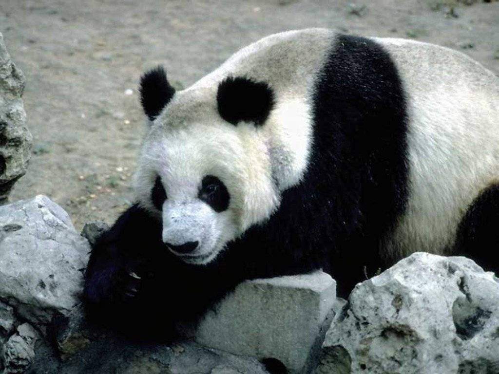 Sevimli Panda Dostlarimizdan 16 Fotograf Dusunen Insanlar Icin